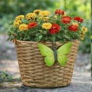 Sommerfugler til potter - sett med 6 ulike sommerfugler thumbnail