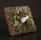 Svibel på pinne thumbnail