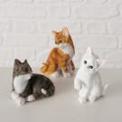 Hvit pusekatt thumbnail