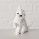 Hvit pusekatt thumbnail