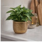 Potte gull 14,5 cm thumbnail