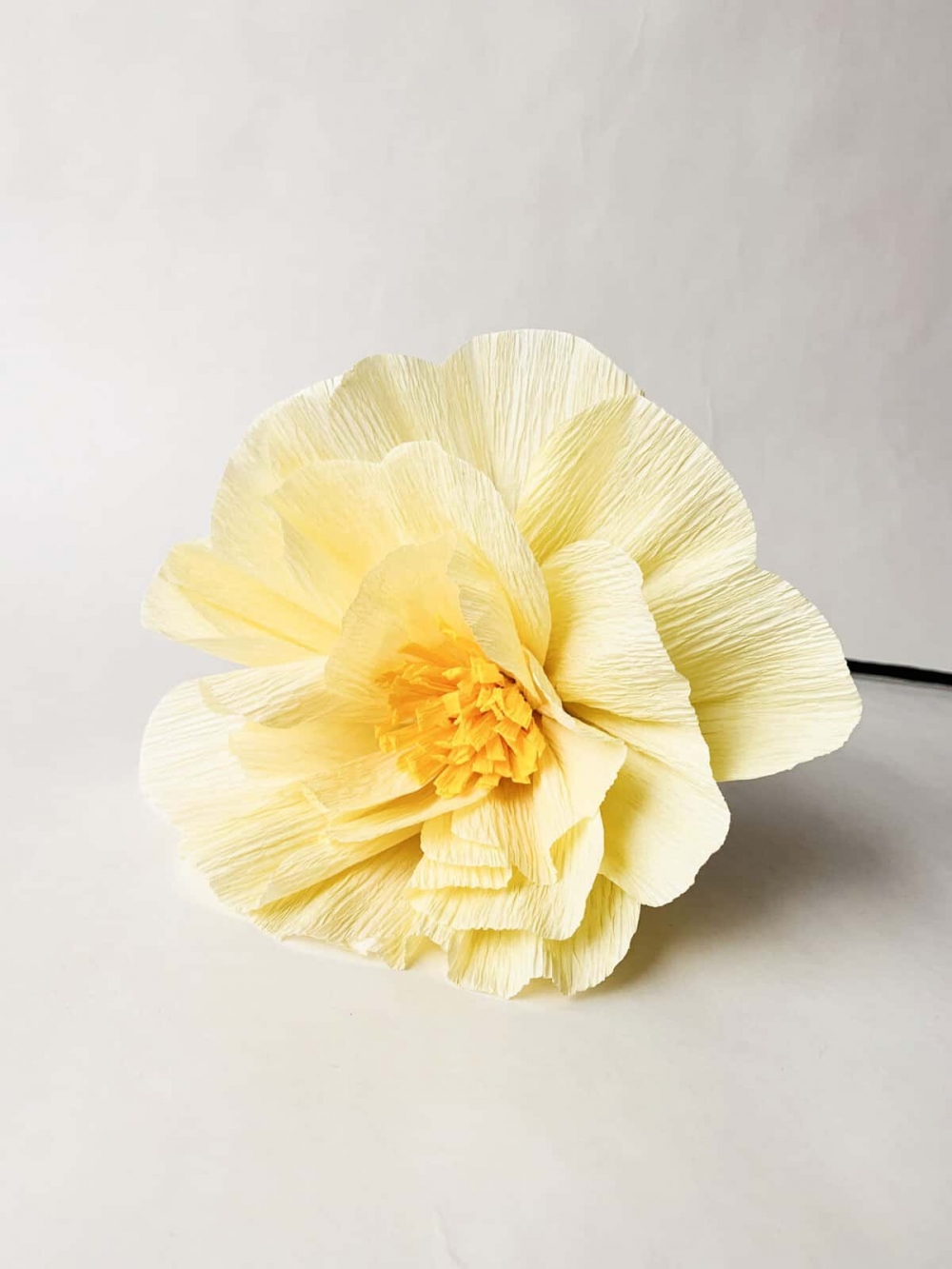 Kjempetilbud på blomster for deg som bor i nærheten! 20 cm høyde. Prisen er for alle seks blomstene.
