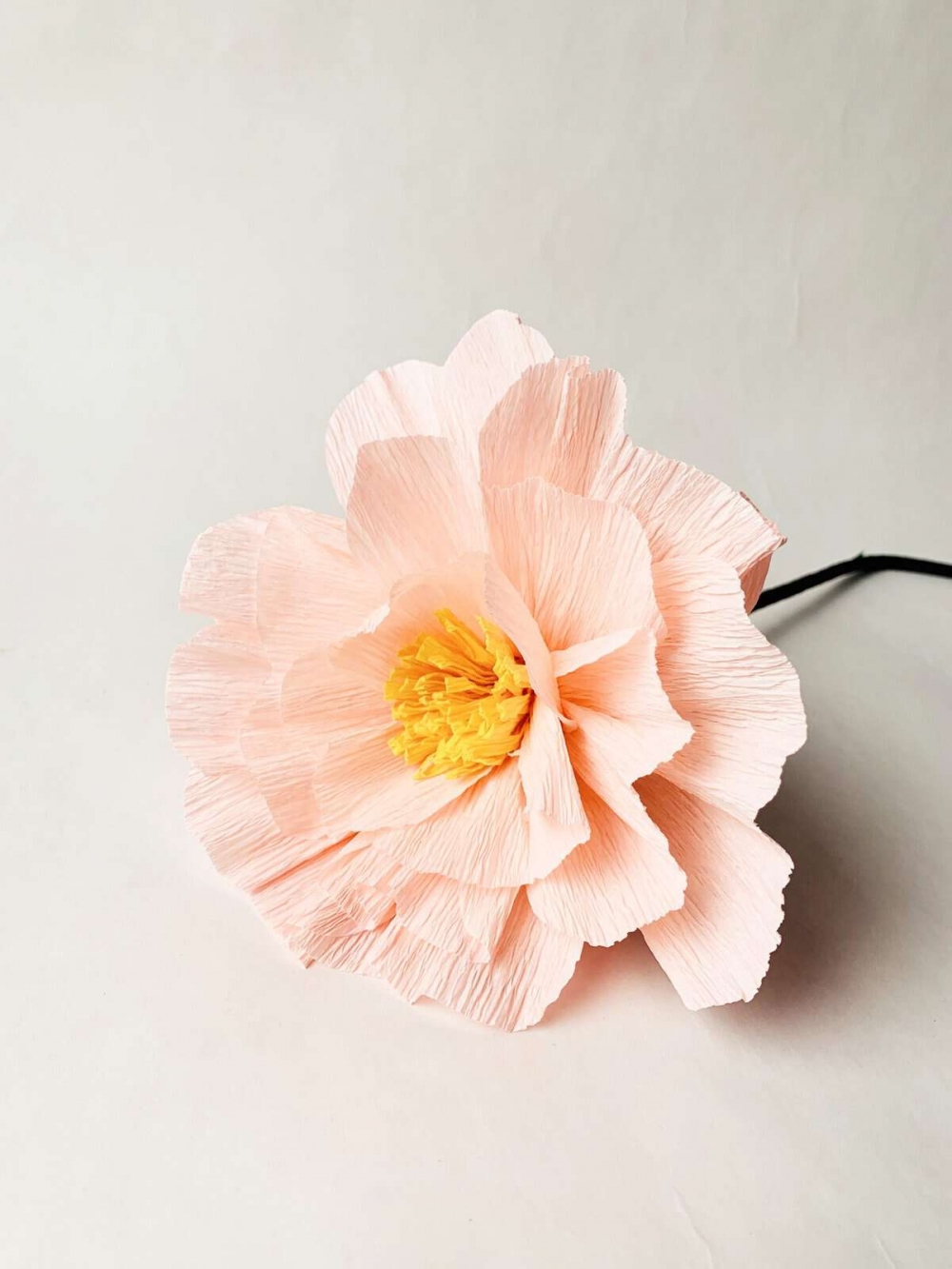 Kjempetilbud på blomster for deg som bor i nærheten! 20 cm høyde. Prisen er for alle seks blomstene.